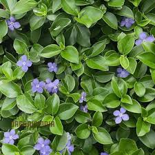 Image result for Vinca minor