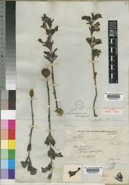 Image result for Harveya