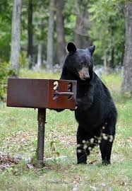 We did not find results for: Bear Safety Blue Ridge Parkway U S National Park Service