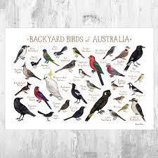 Australia Backyard Birds Field Guide Art Print Birds Of Australia Backyard Birds Guided Art