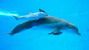 Contact your dolphin swim tour operator of choice for more information on what you can expect! Dolphins In The Desert 5 Big Questions About New Arizona Attraction