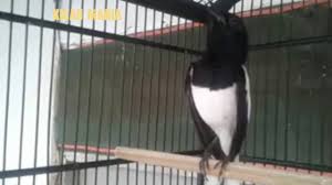 Suara cici padi vs ciwah mp3 / mp4. Suara Kicau Burung Cici Merah Betina Super Master Kicau Youtube