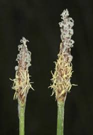 Image result for Eleocharis mutata