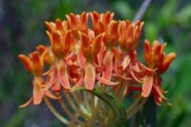 Image result for Marsdenia cynanchoides