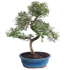 In its native environment it can be a mighty tree reaching heights of up to 80 feet (25 meter), and a trunk diameter of 3 feet (1 meter). Chinese Elm Ulmus Pparvifolia Outdoor Bonsai Brussel S Bonsai