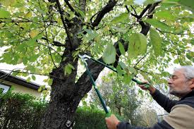 Laub Wurzeln Hohe Wann Muss Der Nachbar Seinen Baum Fallen Oder Schneiden Kolner Stadt Anzeiger