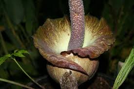 Image result for Amorphophallus