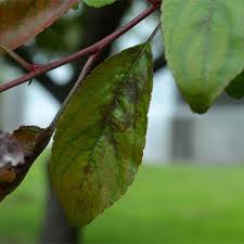 If, however, the foliage is wilted, spotted or in any way less than robust, your plants are likely to be suffering from a pest, disease, nutrient deficiency or other problem. Allsup Problems With Fruit Trees Home Garden Pantagraph Com