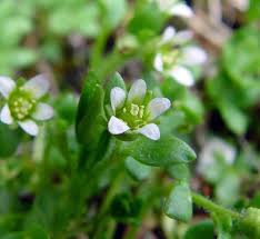Image result for Galiniera saxifraga