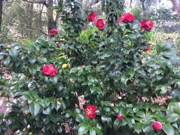 Hardy Camellia Plants Growing Camellias In Zone 6 Gardens In 2020 Plants Camellia Plant Charleston Gardens