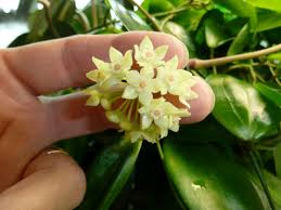 Image result for Polystachya hastata