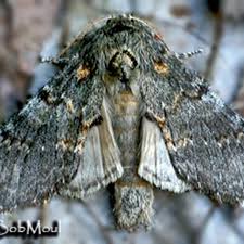 Image result for Pellaea angulosa