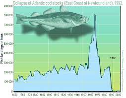 Northern Atlantic Cod Make An Epic Comeback Oceanbites