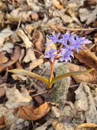 Image result for Scilla benguellensis
