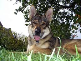 Oct 11, 2019 · german shepherds shed a lot, and they do it all year long. 8 German Shepherd Mixes That Will Steal Your Heart Animalso
