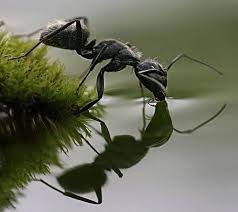 صور نمله قمه في روعه 2013 makro fotografcilik fotograf karincalar