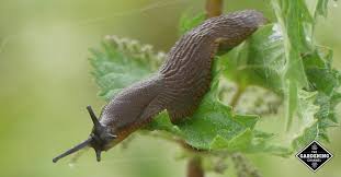 The primary difference between the two is that slugs are without but, it's also fairly slow acting and can take up to a week to kill gastropods. How To Protect Seedlings From Slugs And Snails Gardening Channel