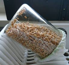 Weizenkeime Nach 2 Tagen Rejuvelac Weizenkeime Rohkost Rezepte Lebensmittel Essen