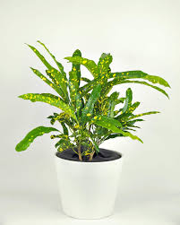 Image result for Croton kilwae