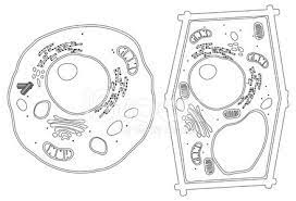 It is enclosed by two membranes in an envelope. Diagram Of Plant And Animal Cells Vector Images