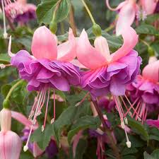 Risultati immagini per Naturaleza perfecta. Fuchsia.