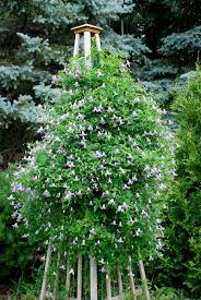 We did not find results for: Pin By Christy On Clematis Clematis Plants Hardy Perennials