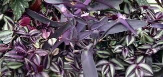 Apart from being a source of food, this plant has medicinal uses such as: Why Do Some Plants Have Purple Leaves Otago Daily Times Online News