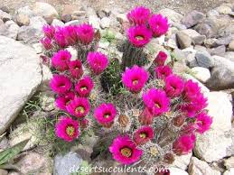 Check spelling or type a new query. Red Yellow And Pink Succulent Flowers