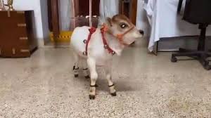 We did not find results for: Viral Video Of Cute Cow Baby Will Melt Your Heart Watch