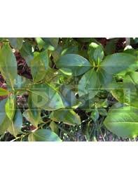 Image result for Catha edulis
