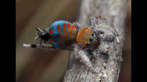 Discovered in queenstown, australia, the creatures are new species of peacock spider. Sparklemuffin Youtube
