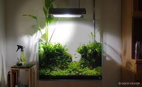 大きすぎる 佗び草エキノドルスをベランダでの水上葉育成に変更 Grass Design アクアリウム 水草水槽 熱帯魚の情報