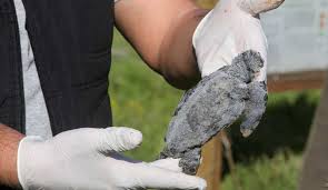 واعتبر قمع النقاش الحر جزءًا هامًا من مهام الحكومة التي يعاقب عليها السير توماس مور في المدينة الفاضلة بالإعدام لأحد الأفراد حين انتقد سلوك السلطة الحاكمة. ÙƒØ§Ø±Ø«Ø© ÙÙŠ Ø§Ù„Ø¨Ø­Ø± Ø§Ù„Ù…ØªÙˆØ³Ø· ÙˆØªØ­Ø°ÙŠØ± Ù…Ù† Ø£ÙƒÙ„ Ø§Ù„Ø£Ø³Ù…Ø§Ùƒ Ø§Ù„ÙƒØªØ§Ø¦Ø¨