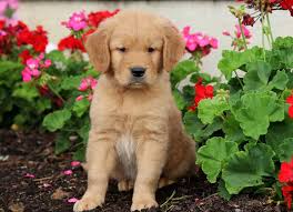 We are looking for a excellent forever home for our puppies, where their new family could give them lots of love and a beautiful life. Dallas Golden Retriever Puppy For Sale Keystone Puppies