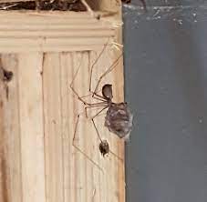 Despite the fact that nearly all spiders are considered to be predatory by nature, the jumping spider acquires more than 90% of its nutrition from the plants material which are generated by acacias in an attempt to a mutually beneficial relationship with ant species. Cellar Spider With The Corpse Of A Giant House Spider Natureismetal