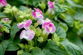 Wishbone Flower Better Homes Gardens