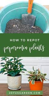 Repotting Peperomia Plants Plus The Proven Soil Mix To Use Peperomia Plant Plants Peperomia