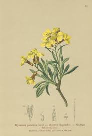 Image result for Helichrysum quartinianum
