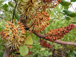 Ceratonia Siliqua Greek Flowers Flower Essences Flowers