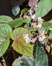 Image result for Begonia pulcherrima