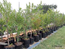 Image result for Combretum erythrophyllum