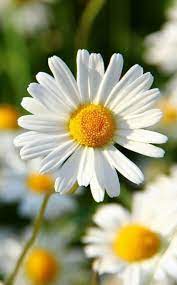Save money by sending flowers directly with a local florist. Pin By Heather Watkins On Daisy Cottage Amazing Flowers Flower Photos Most Beautiful Flowers