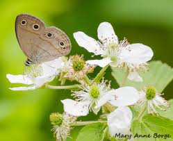 Royal botanical gardens (rbg) in hamilton ontario has a fine example of a butterfly garden and in this short clip i display some of the flowers that attract butterflies, hummingbirds and bees. Blackberries Butterflies Bees And Birds The Natural Web