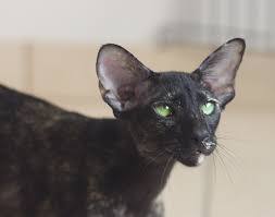 It maintains the modern siamese head and body type but appears in a wide range of. Oriental Shorthair Kioko Cattery