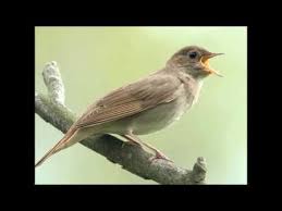 музыка для сна тело и душа музыка для релаксации Nezhnaya Muzyka Dlya Dushi I Zhizni A Penie Ptic Uspokaivaet Nervnuyu Sistemu Youtube Muzyka Pticy Meditaciya