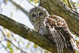 How does lie detection work? The Owl Theory David S Rudolf