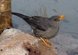 Garden Birds Of South Africa Pictures And Names Karoo Thrush Turdus Smithii Geelbeklyster South African Birds Bird Species Beautiful Birds