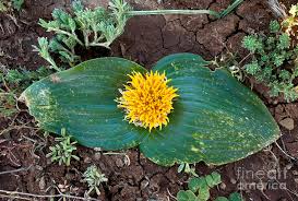 Image result for Daubenya