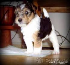 Image result for foxterier drsnosrstý