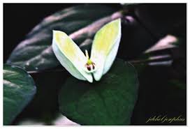 Image result for Thunbergia mildbraediana